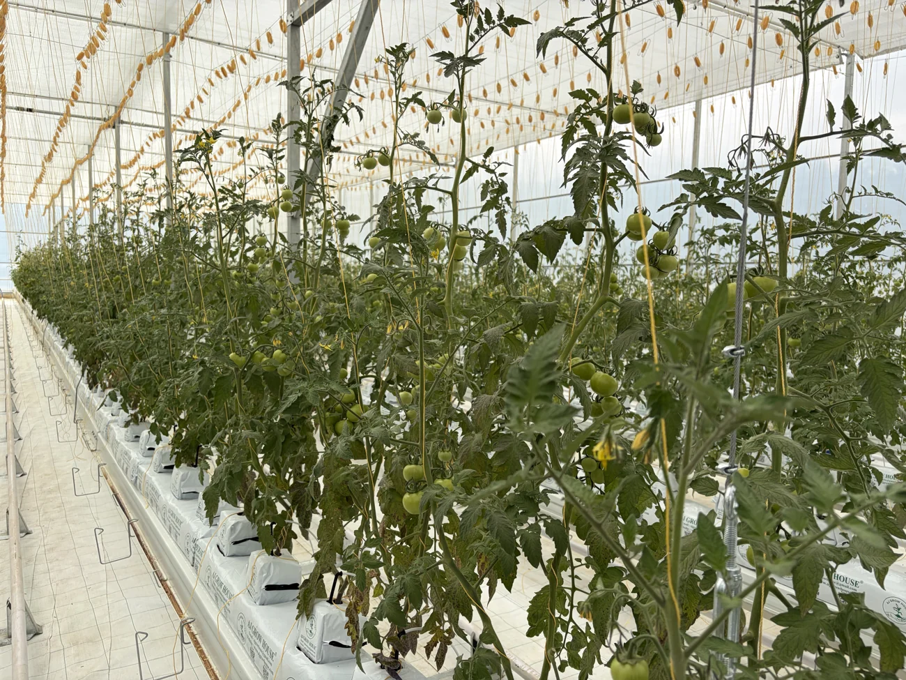 Tomato plants growing along the bright rows of our greenhouse