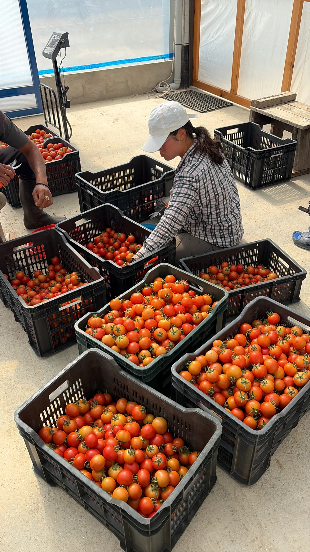 Freshly harvested tomatoes being sorted into crates